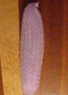 flash' n slinky lt purple